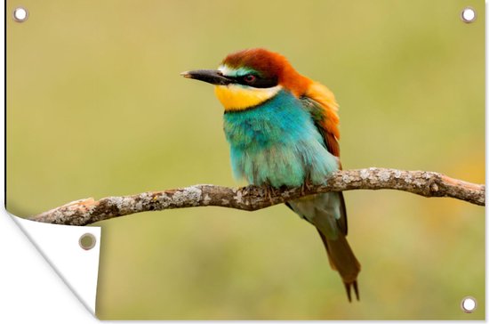 Affiche de Jardin Vogel - Guêpier - Animaux - 60x40 - Toile jardin - Affiche extérieure