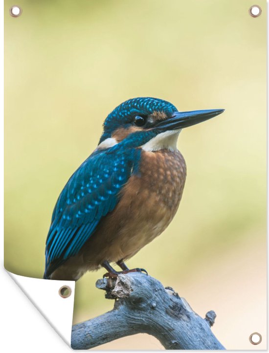 Affiche de Jardin Martin-pêcheur - Branche - Vogel - 200x200 cm - Toile de jardin