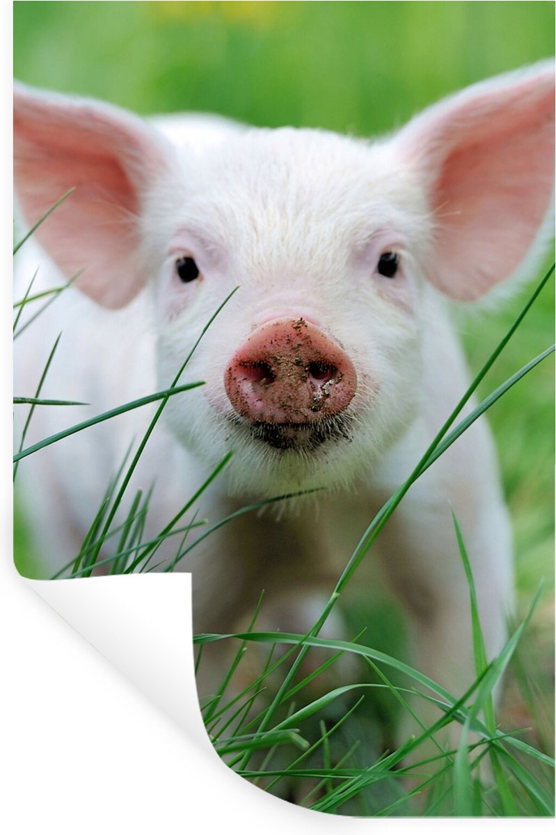 Muurstickers - Sticker Folie - Varken - Dieren - Big - 20x30 cm - Plakfolie - Muurstickers