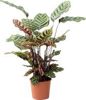 PLNTS - Calathea Makoyana (Gebedsplant) - Kamerplant Pauwenplant - Kweekpot 17 cm - Hoogte 45 cm