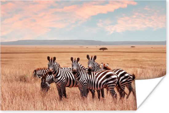 Poster Zebras in de natuur - 30x20 cm