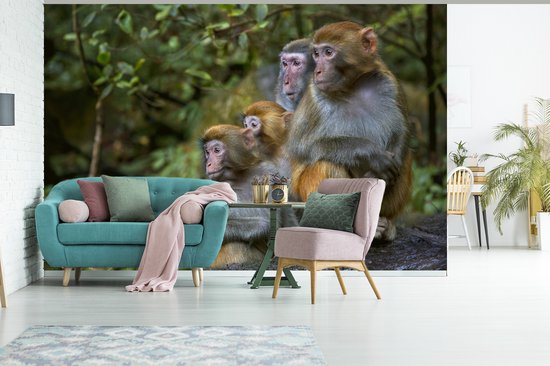 Papier peint photo peint vinyle - Famille singes rhésus largeur 390 cm x hauteur 260 cm - Tirage photo sur papier peint (disponible en 7 tailles)
