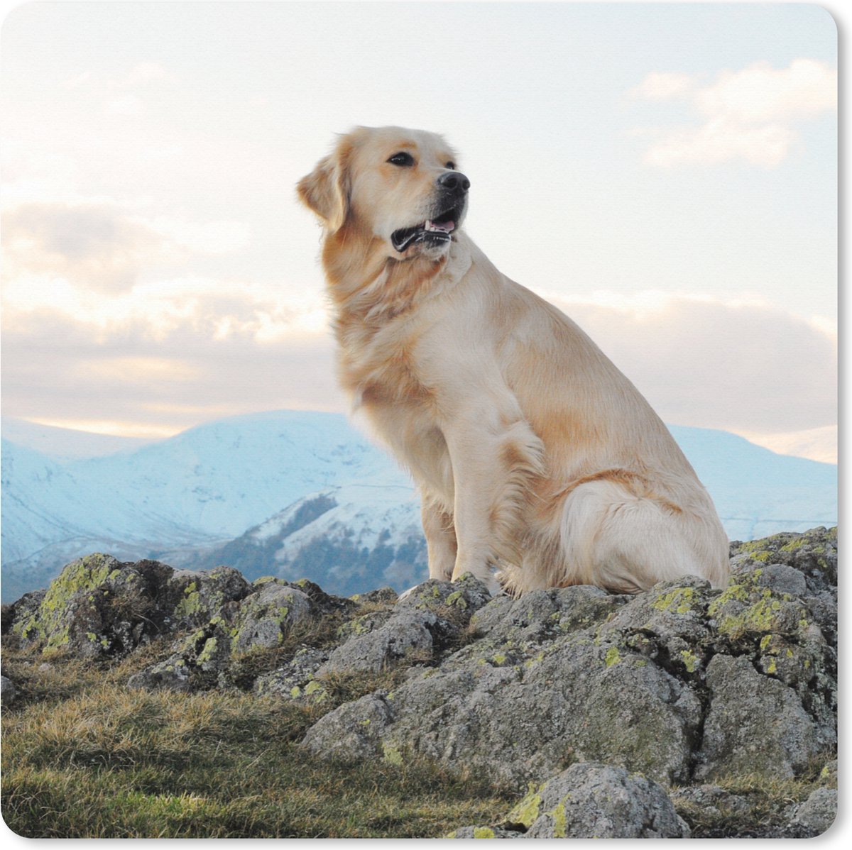 Muismat XXL 50x50 cm - Bureau onderlegger - Bureau mat Een golden retriever zit op de rotsen - Bureaumat - Gaming mousepad xl - Bureaulegger groot - Computer deskmat