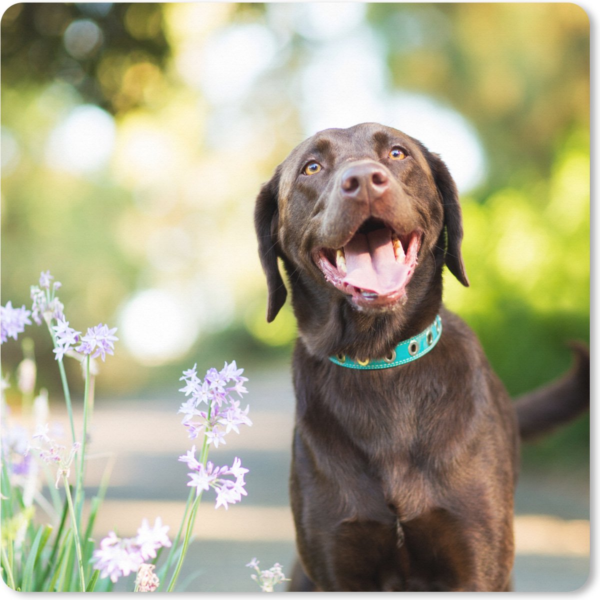 Muismat XXL 50x50 cm - Bureau onderlegger - Bureau mat Een Labrador Retriever met mooie bloemen - Bureaumat - Gaming mousepad xl - Bureaulegger groot - Computer deskmat