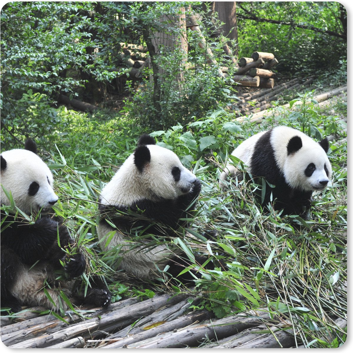 Muismat XXL 50x50 cm - Bureau onderlegger - Bureau mat Panda - Natuur - Bamboe - Bureaumat - Gaming mousepad xl - Bureaulegger groot - Computer deskmat