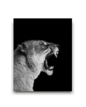 Schilderij  Safari leeuwin brul - Zwart / Wit / Zwart / Wit / 50x40cm
