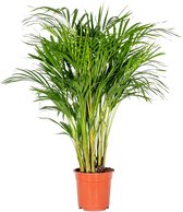 Dypsis Lutescens - Goudpalm - Kamerplant - Onderhoudsvriendelijk - ⌀20 cm - 90-100 cm