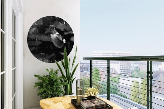Cercle de jardin Colibri entre les fleurs roses anciennes et les papillons - noir et blanc - 60x60 cm - Affiche de jardin ronde - Extérieur