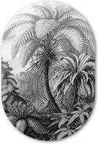 Muurovaal Filicinae Zwart Wit - WallCatcher | Geborsteld Aluminium 40x60 cm | Ovalen schilderij | Wandovaal Meesterwerk Ernst Haeckel