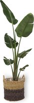 Kamerplant - Strelitzia Augusta - Paradijsvogelplant - ± 210cm hoog - 21cm diameter - in een bruin met zwartkleurige mand gemaakt van riet