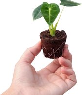 PLNTS - Baby Alocasia Frydek (Olifantsoor) - Kamerplant - Stekplantje 2 cm - Hoogte 15 cm