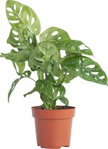 PLNTS - Monstera Adansonii - Kamerplant - Kweekpot 12 cm - Hoogte 30 cm