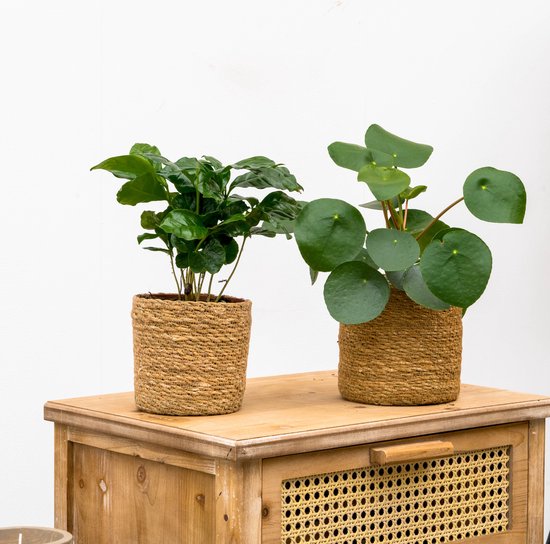 Green Bubble Plant kopen? Alle Planten online | bol