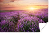 Poster Lavendel - Zon - Bloemen - 90x60 cm