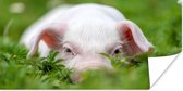 Poster Cochon - Animaux - Grand - 150x75 cm