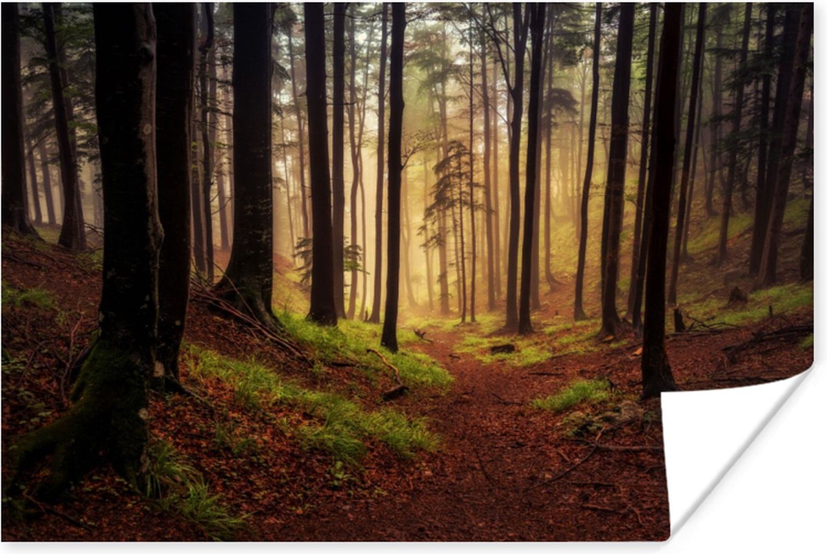 Poster Bomen - Natuur - Bos - 30x20 cm