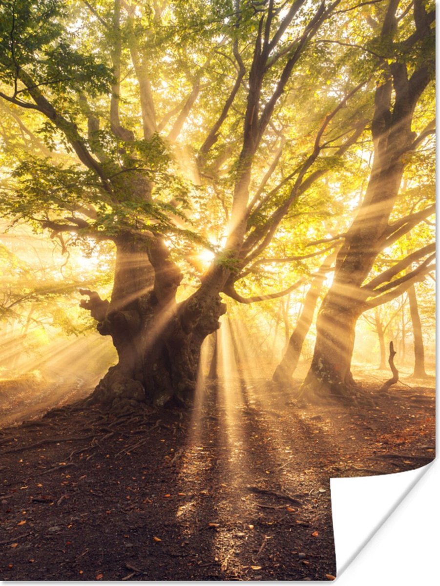 Poster Boom - Bos - Zon - 30x40 cm