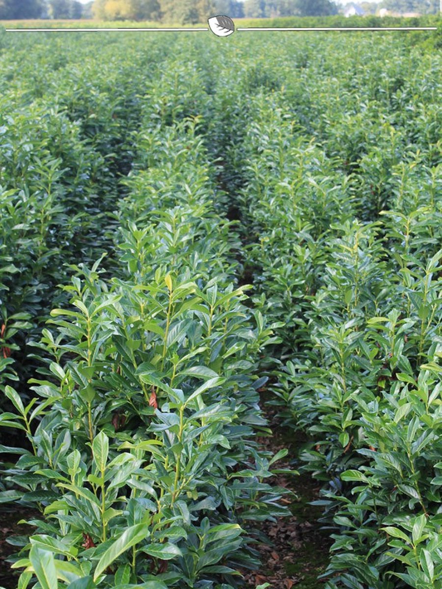 Laurier Prunus Genolia 120-140 cm in Pot, 5x Haagplant