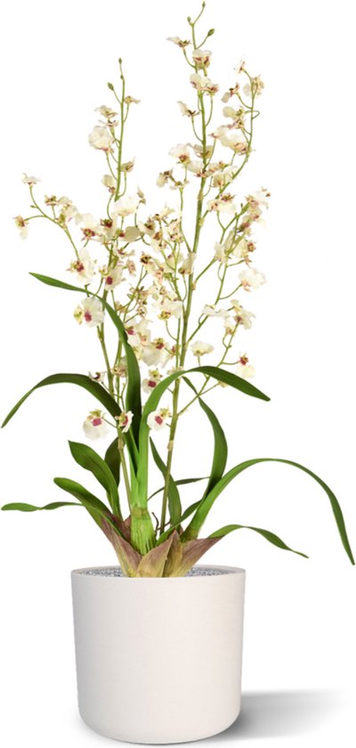 Oncidium deluxe orchidee kunstplant 80cm - creme