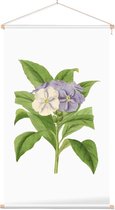 Brunfelsia Aquarel (Brunfelsia) - Foto op Textielposter - 40 x 60 cm