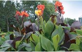 Canna indica - Tropisch Bloemriet 40-70cm - gemengde kleuren