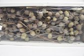 Natuurstekers - Bellgum Branch Box 5-7 Bells (40 Pcs)