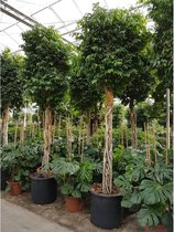 Ficus benjamina 'Columnar' - Treurvijg - Waringin 390-400cm