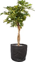 Kamerplant van Botanicly – Vingerboom met een zwarte paper-look pot als set – Hoogte: 100 cm – Schefflera arb. Gold Capella