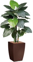 HTT - Kunstplant Philodendron in Genesis vierkant bruin H150 cm