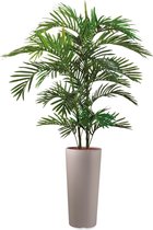 HTT - Kunstplant Areca palm in Clou rond taupe H185 cm