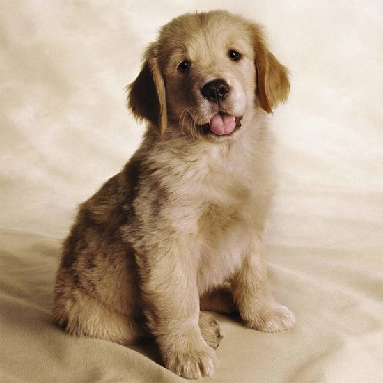 Golden Retriever Pup Bol Com