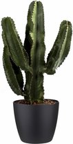 Cactus van Botanicly – Cactus incl. sierpot zwart als set – Hoogte: 80 cm – Euphorbia Eritrea
