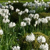 10x Narcissus tazetta „Paperwhite“ - Narcissen Wit - Vroegbloeiers - Winterhard - 10 bloembollen Ø 13-15 cm