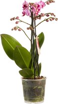 Phalaenopsis multiflora