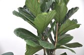 Trendy kamerplant - Ficus Lyrata Ø34