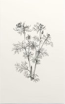Herfstadonis zwart-wit Schets (Pheasents Eye) - Foto op Forex - 80 x 120 cm