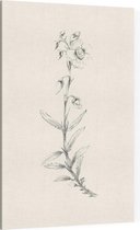 Zonneroosje zwart-wit Schets (Rock Rose) - Foto op Canvas - 30 x 45 cm