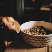 Beco Printed Bowls - Bamboe voerbak/waterbak voor honden - duurzaam & trendy - 5 Kleuren in 2 maten - Kleur: Mint, Maat: Small - 800 ml