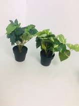 nep plant (2 stuks)
