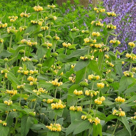 Plante 'Brûleur' Russel (Phlomis Russeliana) - Hauteur 10-25 Cm - Pot 9 Cm - Lot De 40 Plantes