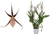 Brassia Sherlob Tolkien 3T