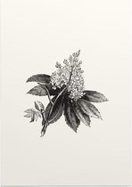 Paardenkastanje zwart-wit (Horse Chestnut Flower) - Foto op Posterpapier - 29.7 x 42 cm (A3)