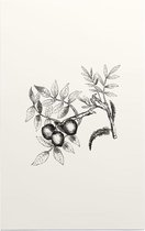 Walnoot zwart-wit (walnut) - Foto op Forex - 30 x 45 cm