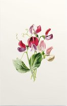 Pronkerwt (Sweet Pea White) - Foto op Forex - 40 x 60 cm