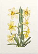 Gele Narcis Aquarel (Daffodil) - Foto op Posterpapier - 42 x 59.4 cm (A2)