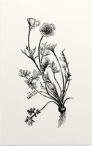 Knolboterbloem zwart-wit (Bulbous Buttercup) - Foto op Forex - 100 x 150 cm