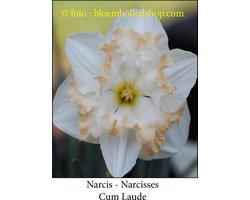 narcis Cum Laude 10 bollen maat 14/16