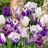 15x Tulipa 'Paradise' - Tulpen - Paarse mix - Winterhard - Vroegbloeiers - 15 bloembollen Ø 11-12cm