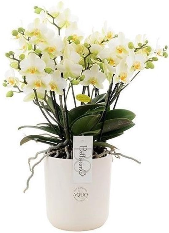 Phalaenopsis Bellissimo In White Umbrie Amore 50 Cm Hoog 15 Cm Potdiameter Bol Com