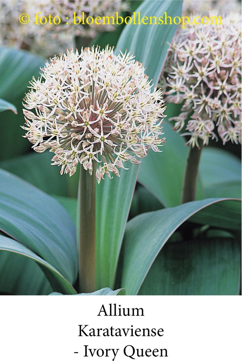 allium Karataviense 15 bollen maat 14/+ sierui
